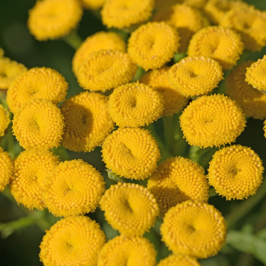 Close-up of many small bright yellow flowers with textured circular blooms and soft green foliage in the background.