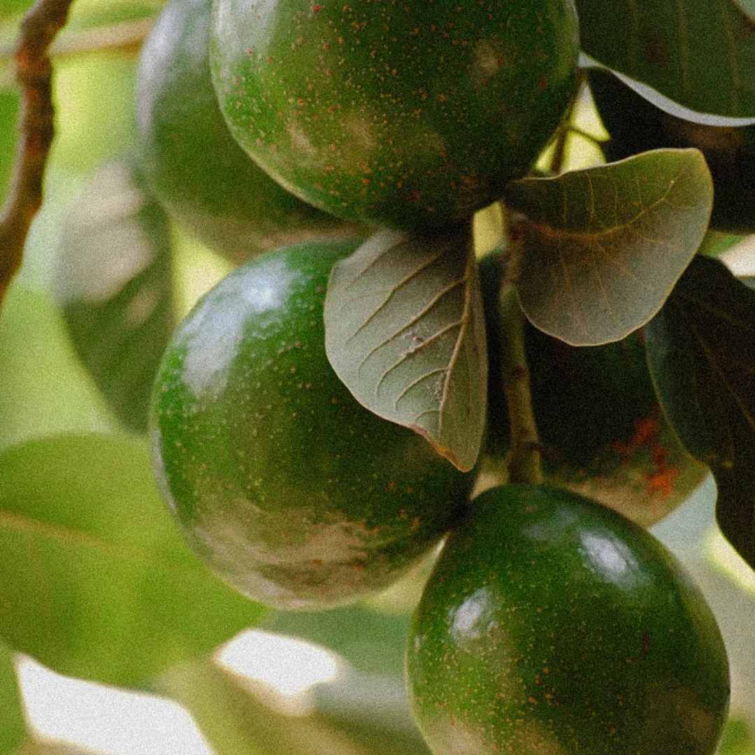 Peptide + Avocado Butter ORGANIC EYE CREAM