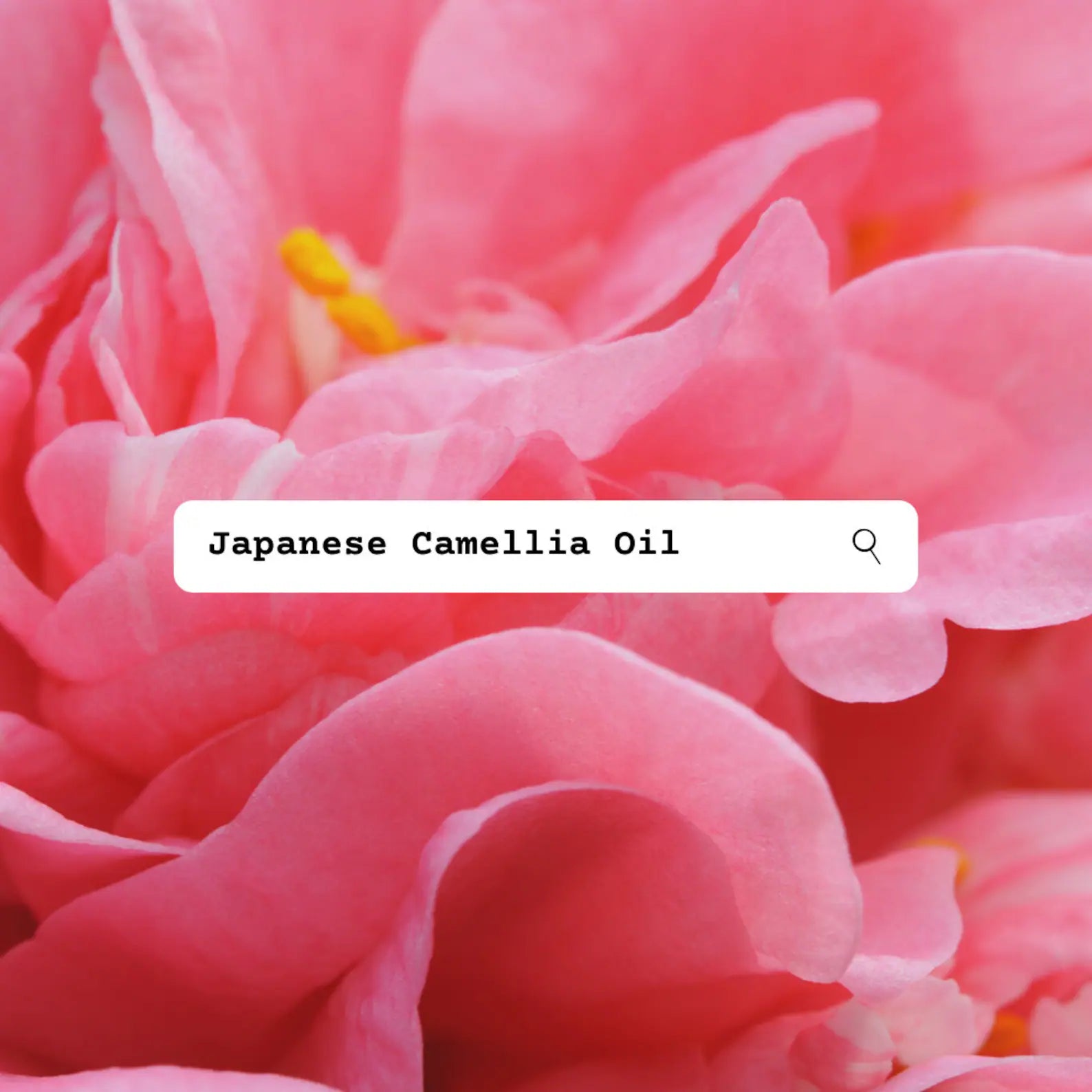 Close-up of pink Japanese Camellia flower with a search bar overlay.