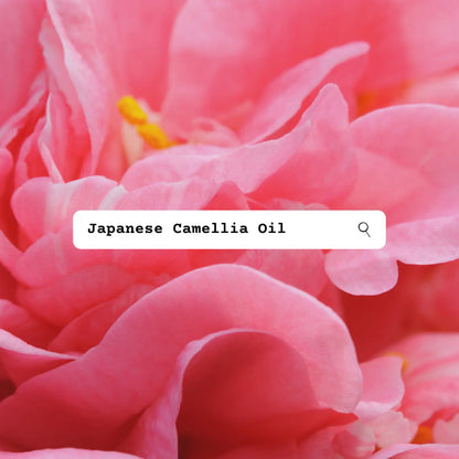 Close-up of pink Japanese Camellia flower with a search bar overlay.