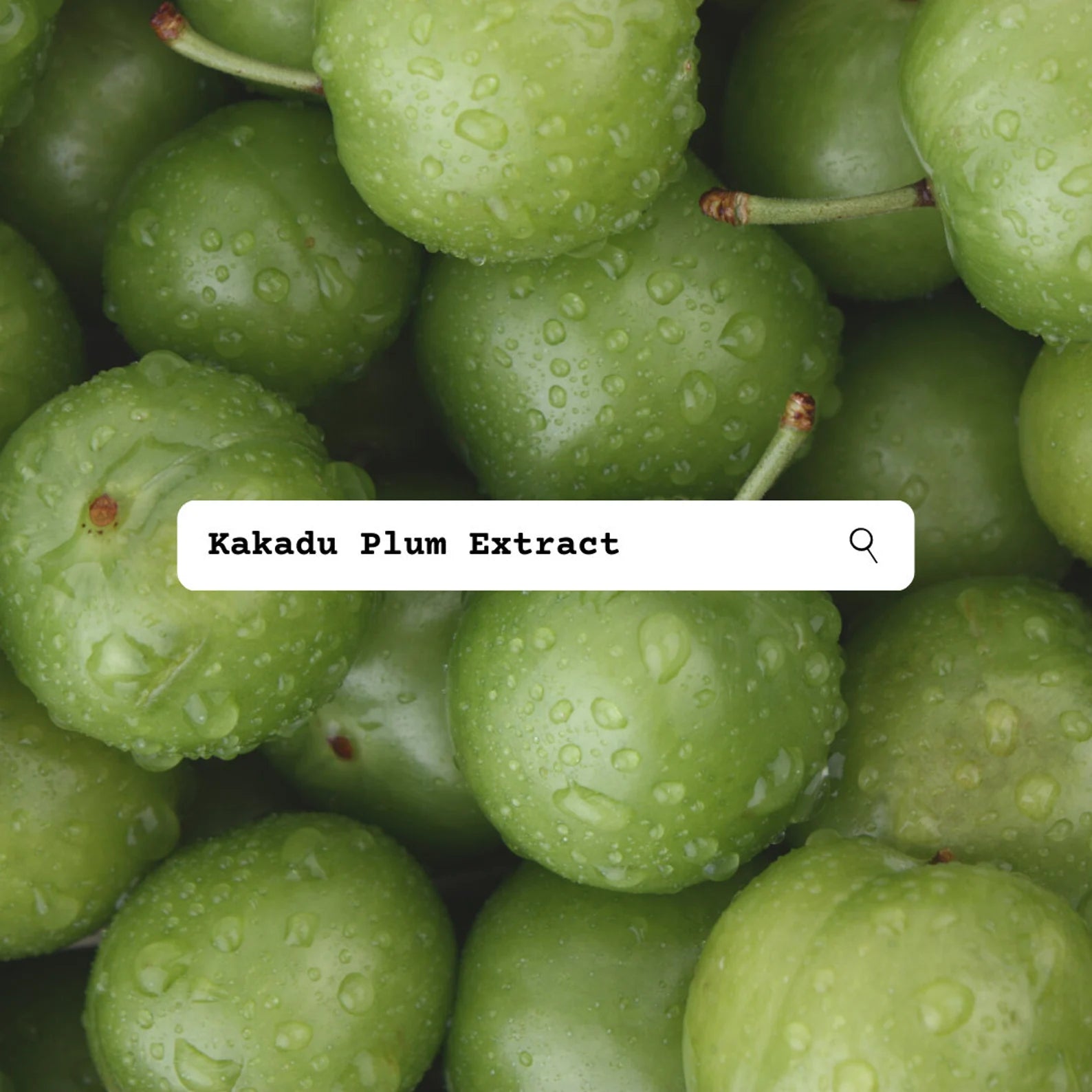 Close-up of green Kakadu plums with a search bar overlay displaying 'Kakadu Plum Extract'.