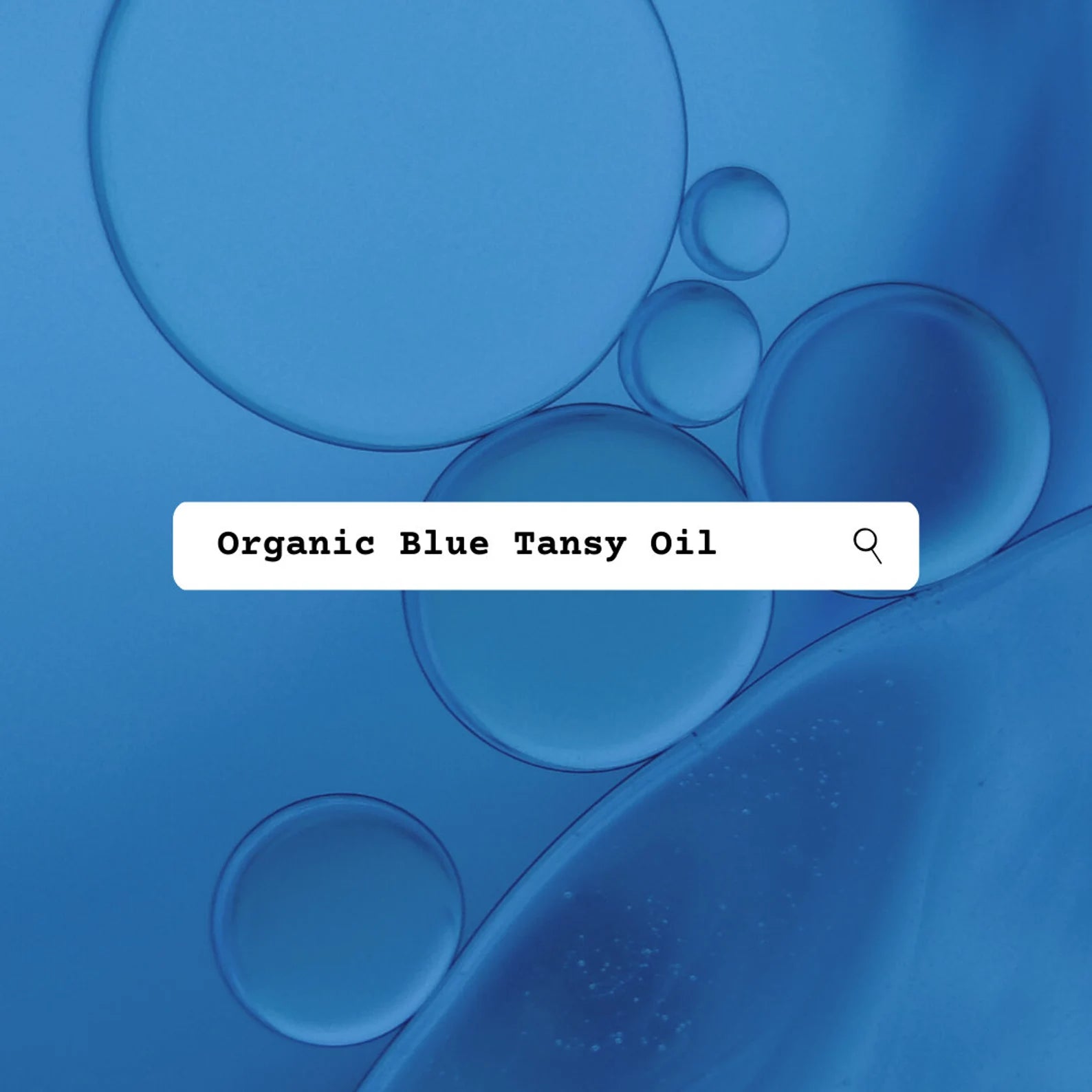 Blue background with organic blue tansy oil text and search icon
