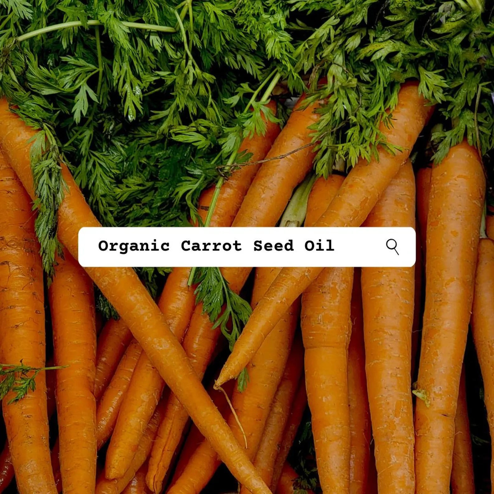 Organic carrot seed oil text overlay on a background of carrots and green leaves