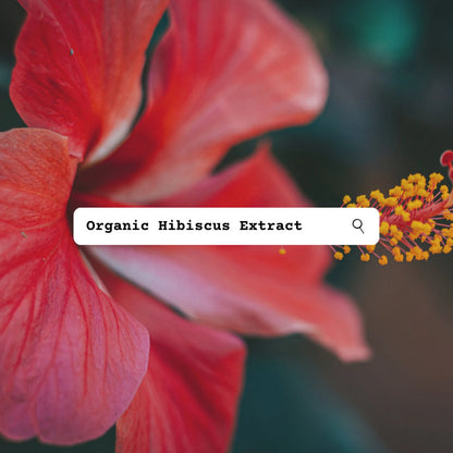 Close-up of a red hibiscus flower with a search bar overlay text 'Organic Hibiscus Extract'.