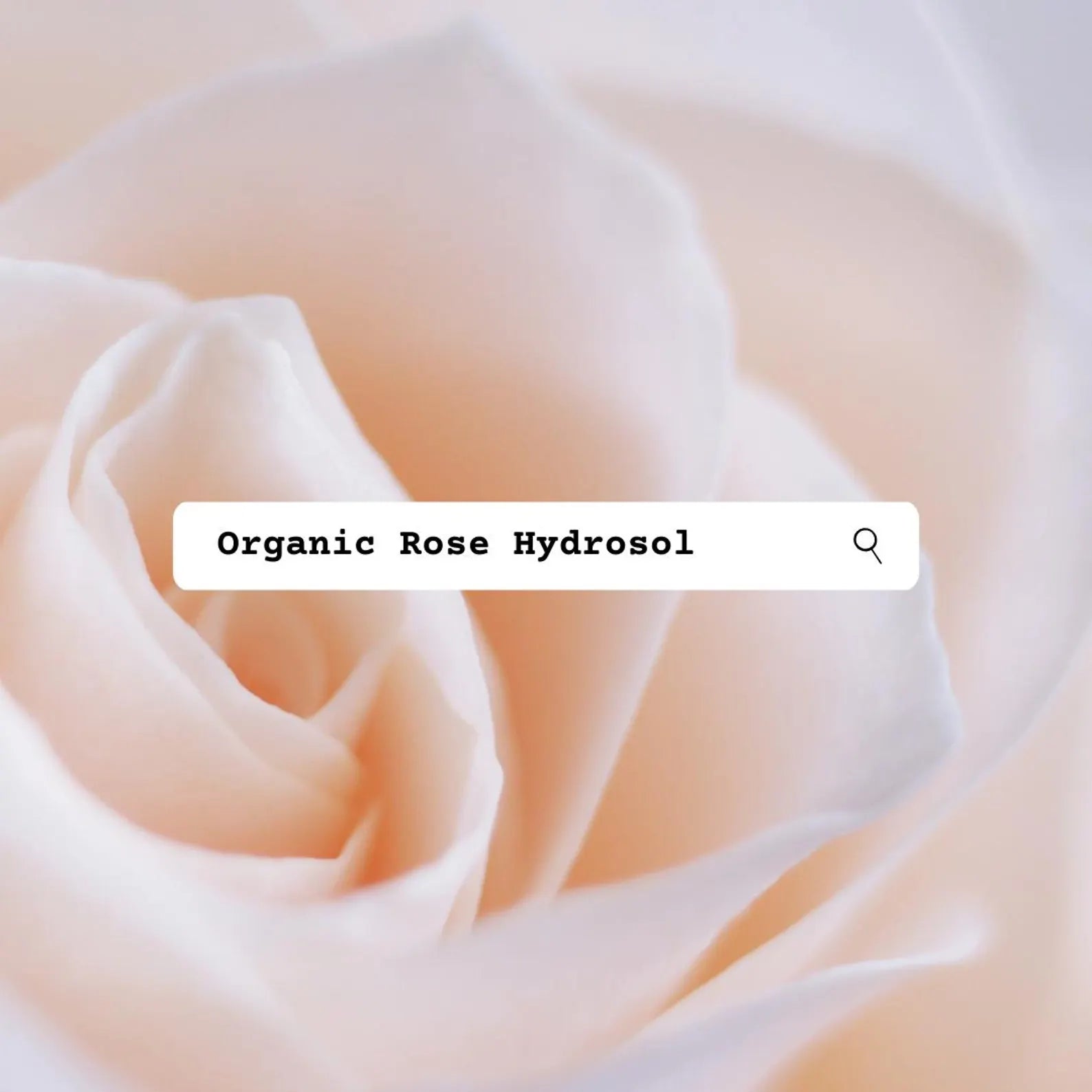 Close-up of a pink rose with 'Organic Rose Hydrosol' text overlay.