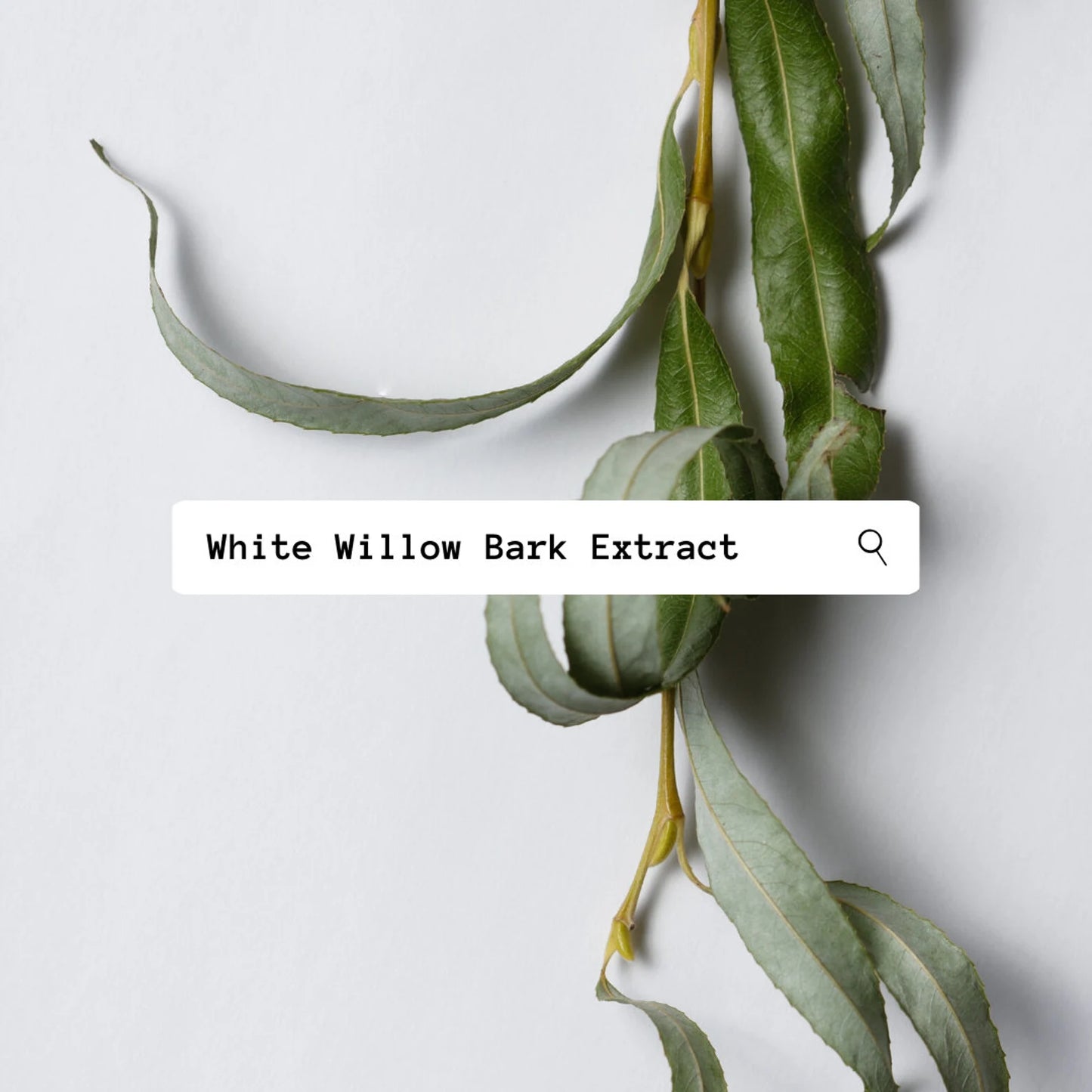 White willow bark extract with leaves on a light background