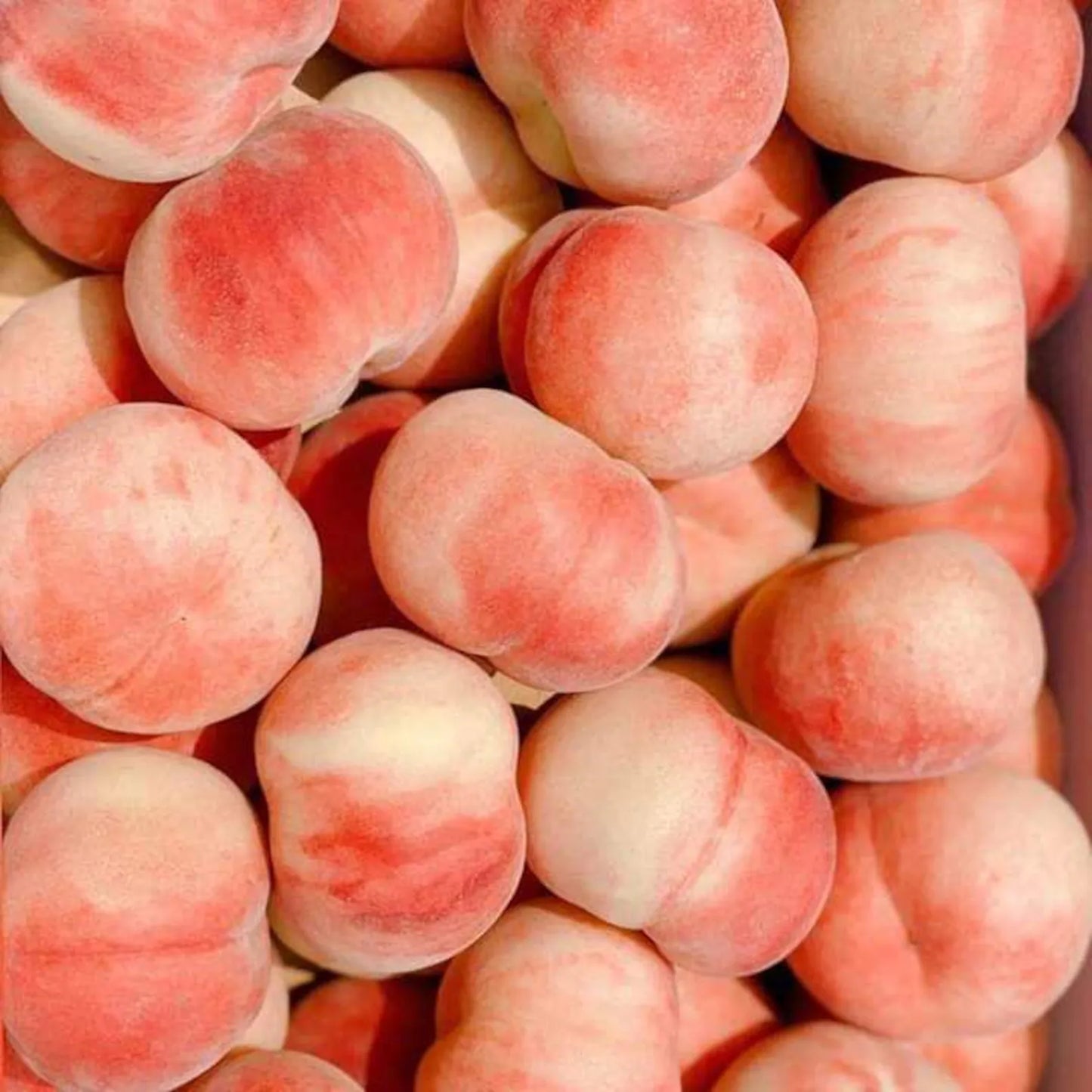 Peach Kernel and Squalane Organic Facial Oil