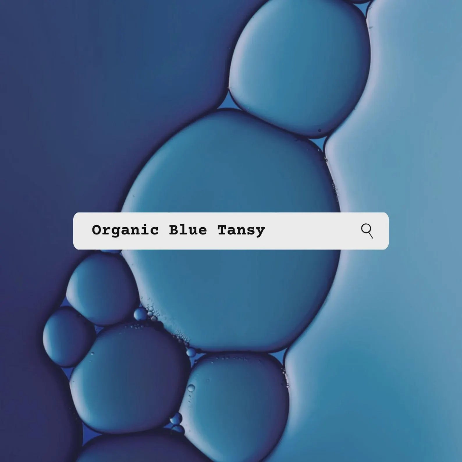Blue bubbles with a search bar labeled 'Organic Blue Tansy' on a blue background