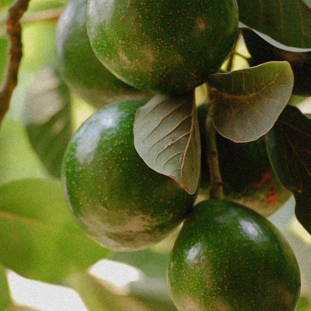 Avocado Butter + Peptide Eye Cream